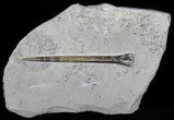 Jurassic Belemnite (Youngibelus) - Posidonia Shale #50837-1